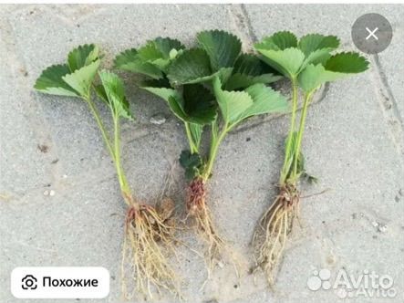 Саженцы клубники