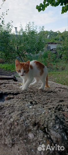 Котята отдам в добрые руки бесплатно