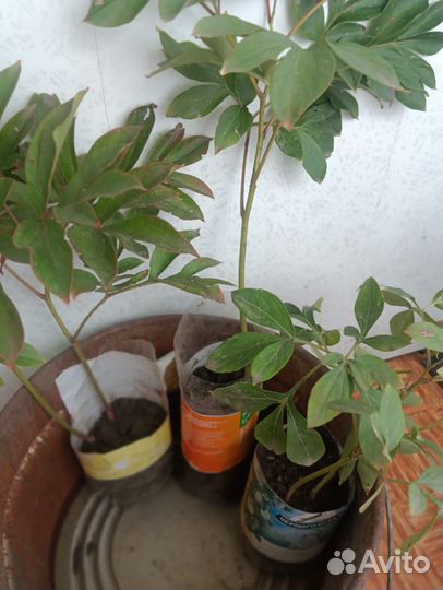 Пионы саженцы