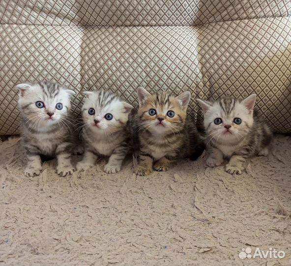 Шотландские котята