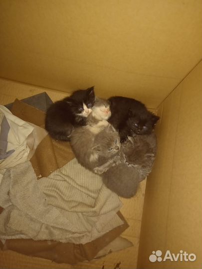 Котята в добрые руки