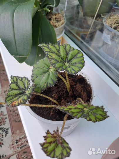 Маленька тигровая бегония