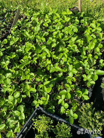 Клубника джоли