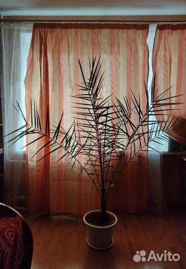 Финиковая пальма