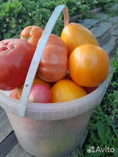 Овощи,зелень