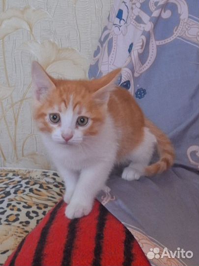 Котенок(Кот)домашний