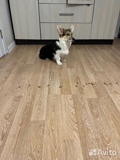 Дрессировка собак с передержкой