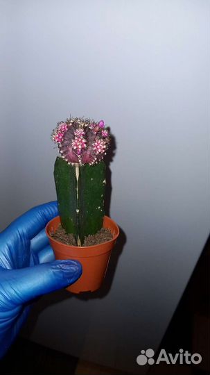 Кактусы