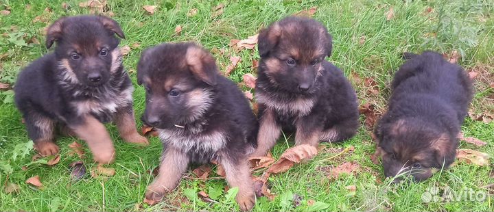 Щенки немецкой овчарки