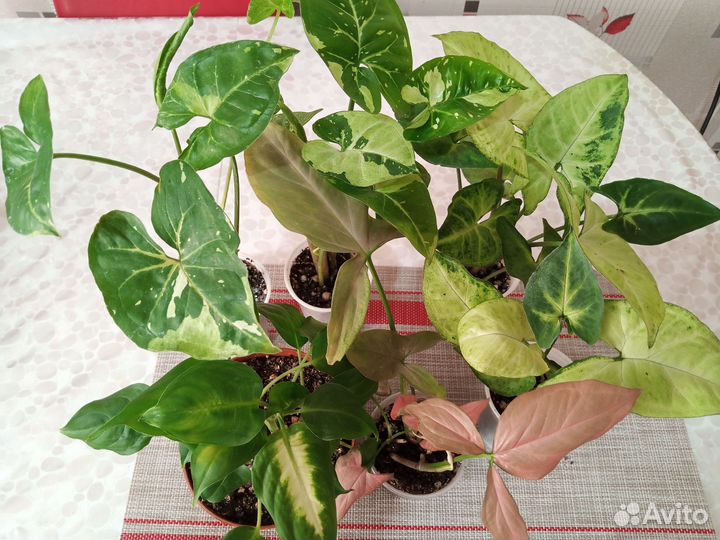 Комнатные растения