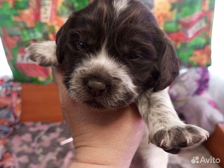 Щенки русского охотничего спаниеля