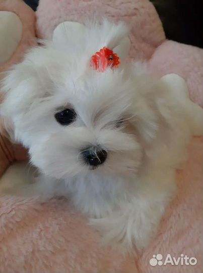 Роскошные Мальтезе. Мальтийская болонка