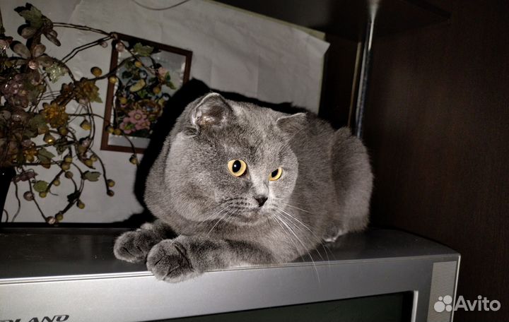 Котята в добрые руки бесплатно