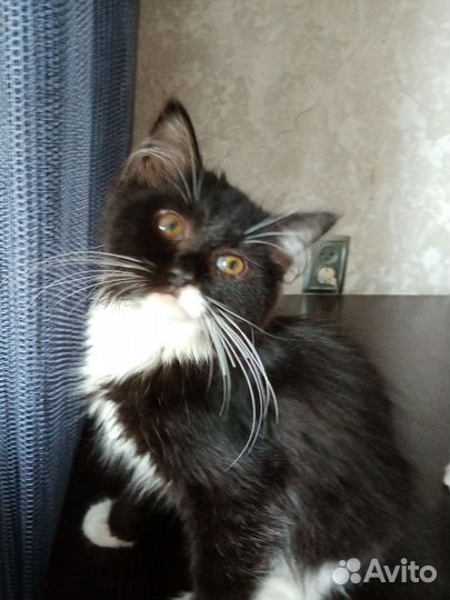 Котенок/котик