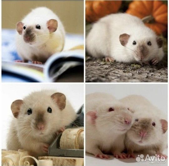 Крыса дамбо