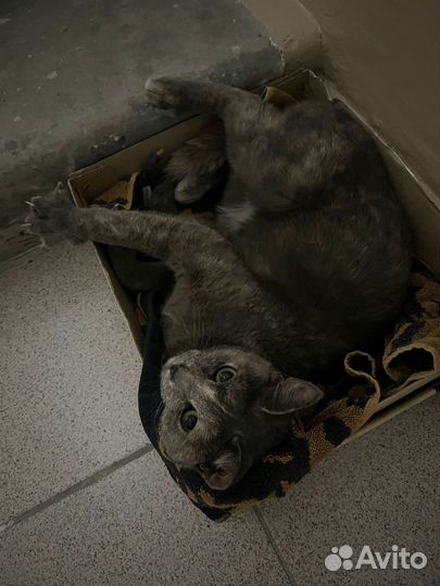 Кошка в добрые руки