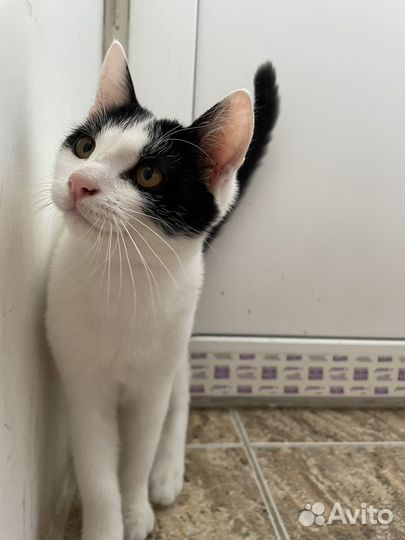 Котенок - подросток ищет дом