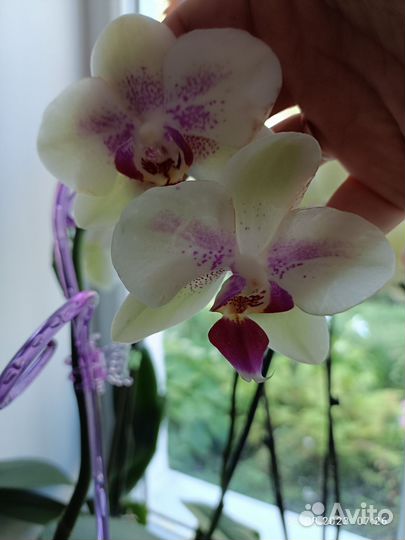 Орхидея фаленопсис