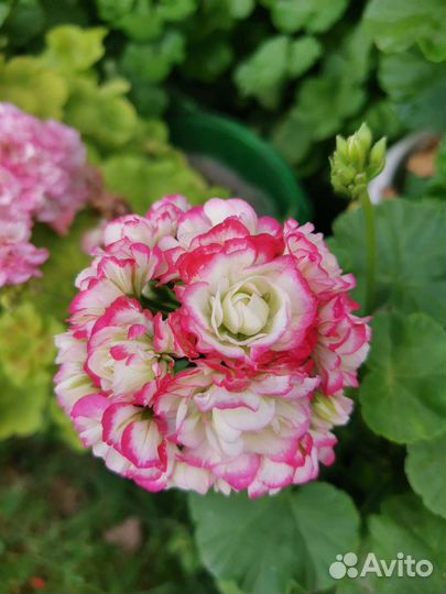 Пеларгония