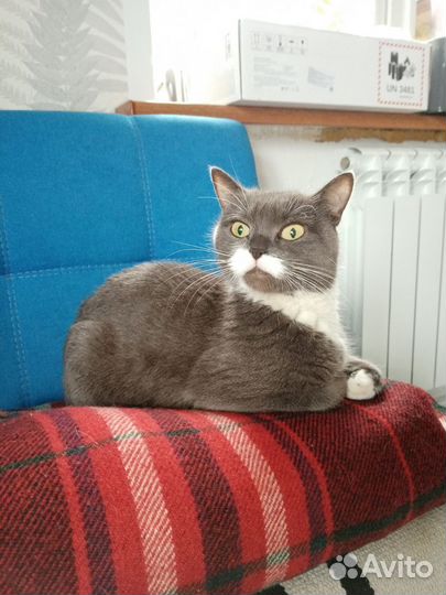Котята даром в добрые руки