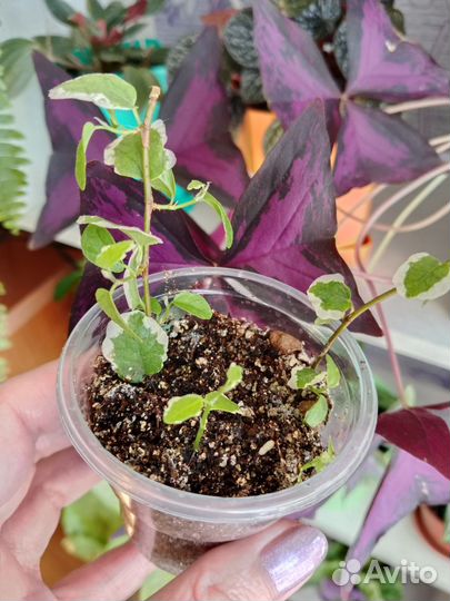 Фикус ампельный