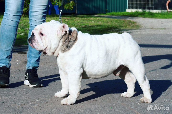 Английский бульдог (вязка)