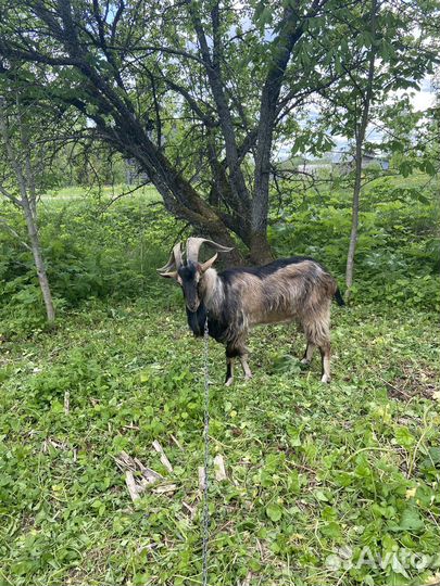 Козел для вязки, козы на мясо