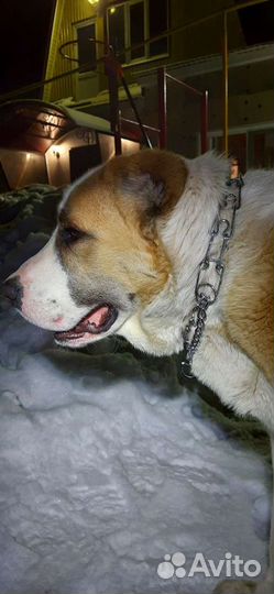 Вязка С красавцем алабаем