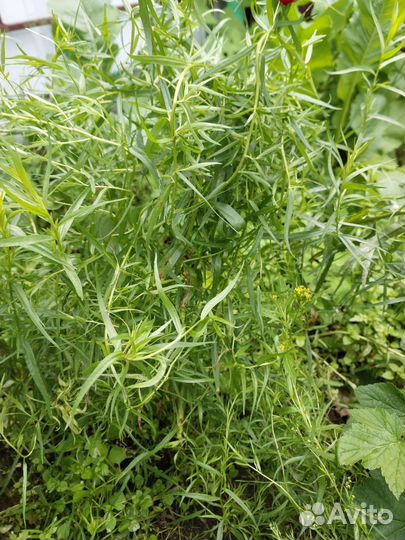 Эстрагон (тархун)