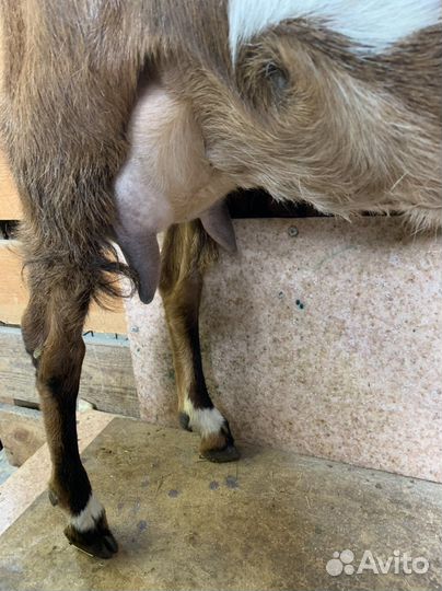 Козы дойные