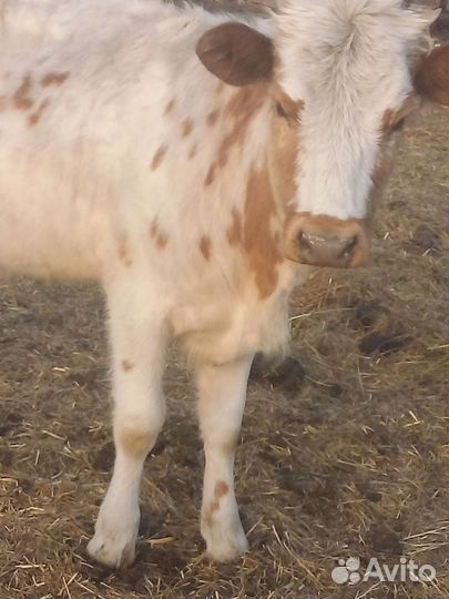 Продам телку