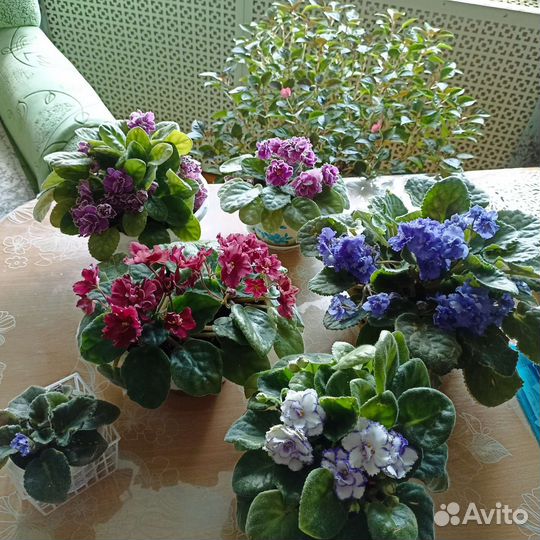 Фиалки цветы комнатные
