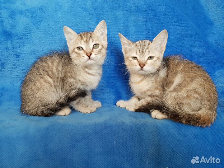 Котята помеси(фенотип Тайской)