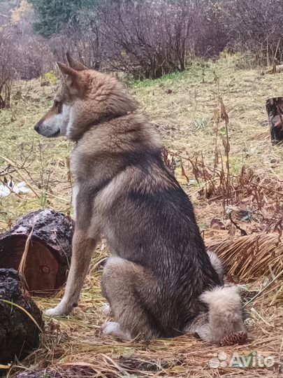 Продам собаку зсл. Подробности по телефону