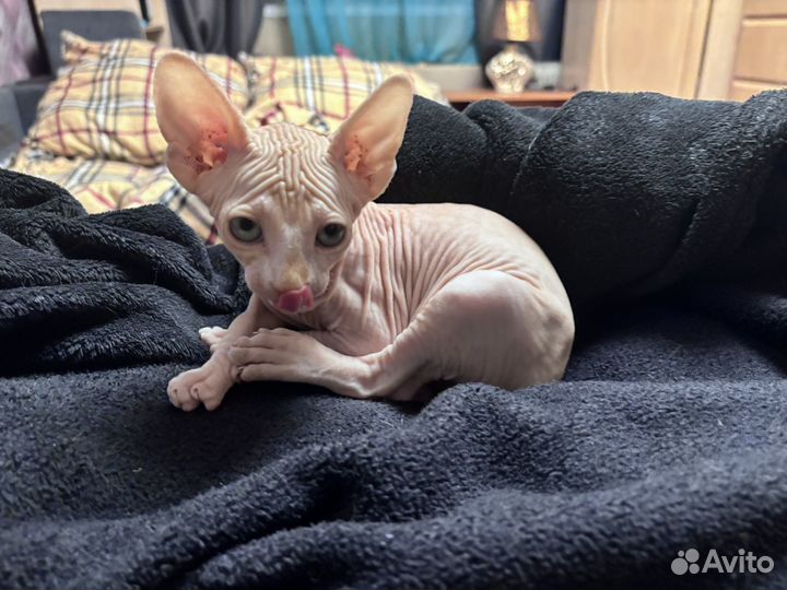 Канадский сфинкс