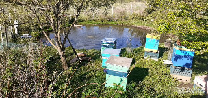 Пчелы с ульями