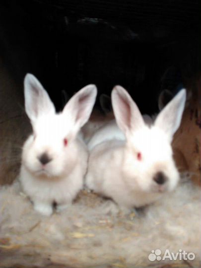 Продам калифорнийцев для откорма и на племя