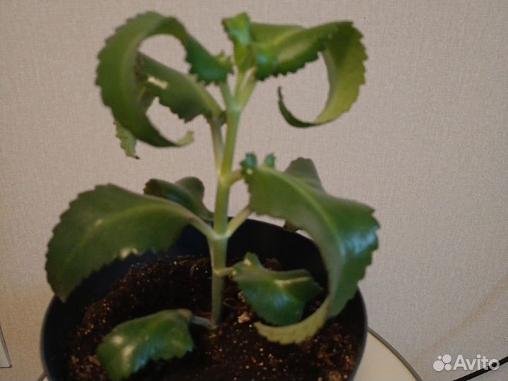 Каланхоэ лечебное