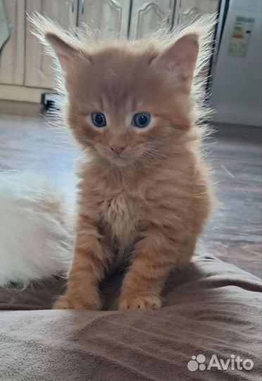 Котята мейн-кун