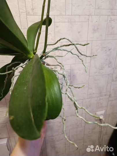 Орхидея фаленопсис