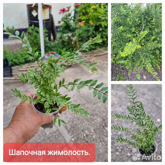 Многолетнии цветы для сада