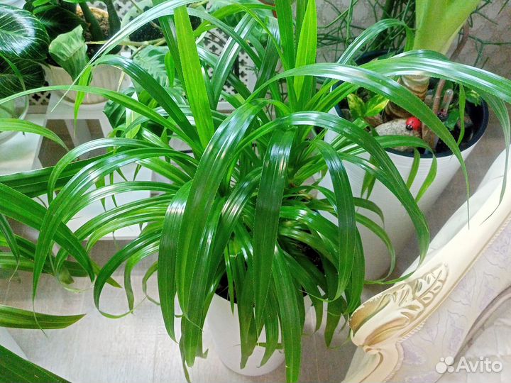 Винтовая пальма,пандаус