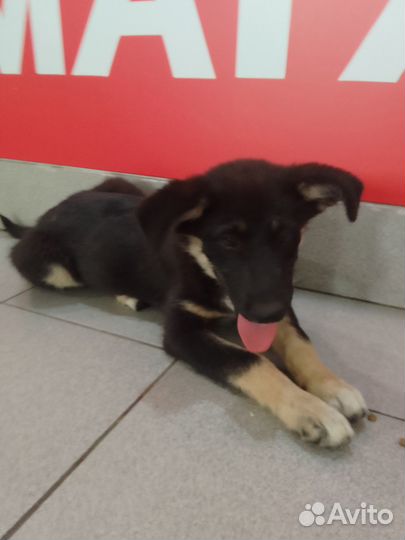 Помесь овчарки