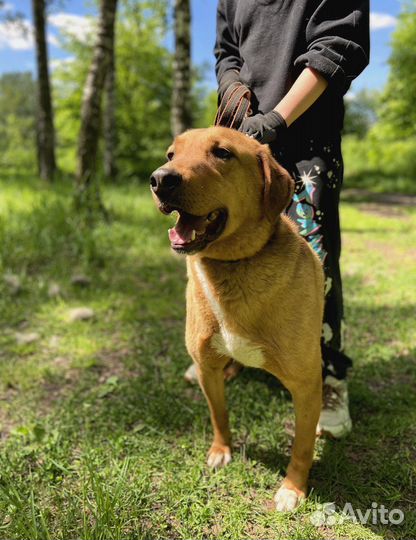 Спасите собаку из приюта