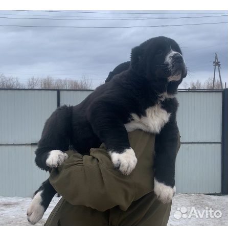 Среднеазиатская овчарка