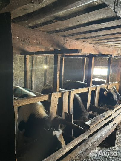 Быки на мясо