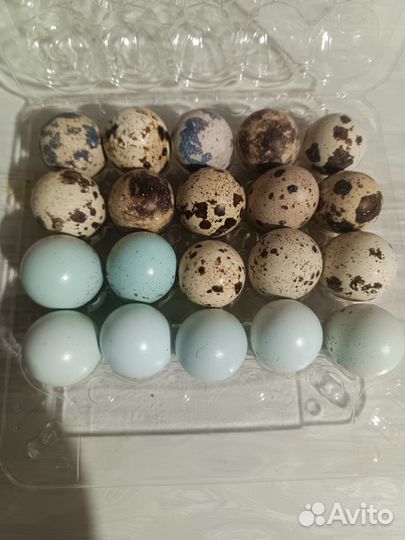 Яйца перепелиные инкубационное, столовые