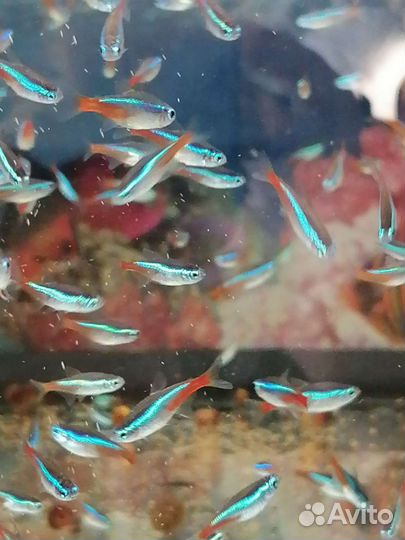 Рыбы,улитки,сомы