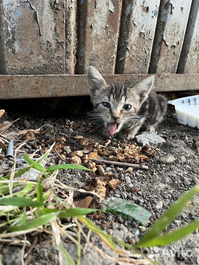 Котята ищут дом