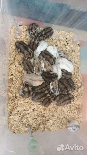 Джунгарский хомяк